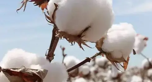 What is organic cotton?